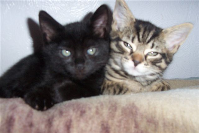 harry and tabitha
